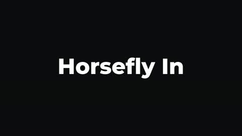 Horsefly In — After Effects organic preset preview