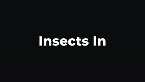 Insects In — After Effects organic preset preview