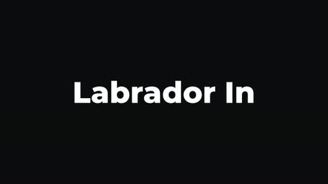 Labrador In — After Effects organic preset preview